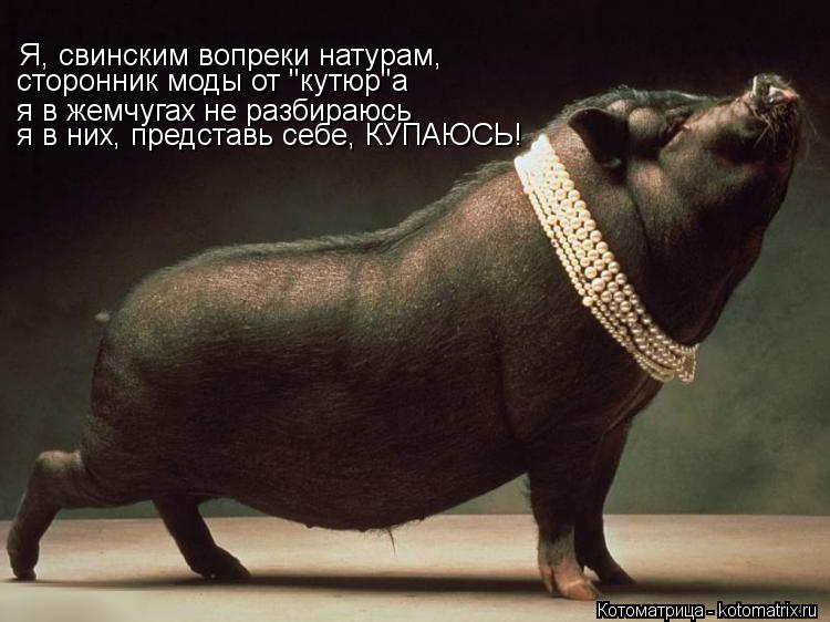 я в жемчугах не разбираюсь я в них, представь себе, КУПАЮСЬ! Я, свинским вопреки натурам, сторонник м... Котоматрица: я в жемчугах не разбираюсь я в них, представь себе, КУПАЮСЬ! Я, свинским вопреки натурам, сторонник моды от "кутюр"а