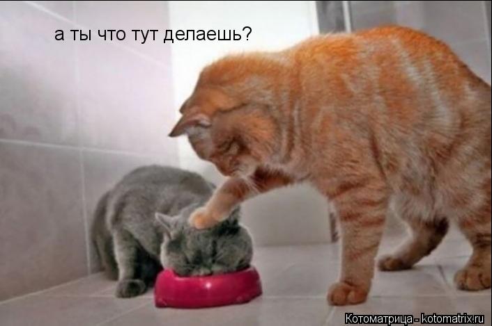 а ты что тут делаешь?... Котоматрица: а ты что тут делаешь?