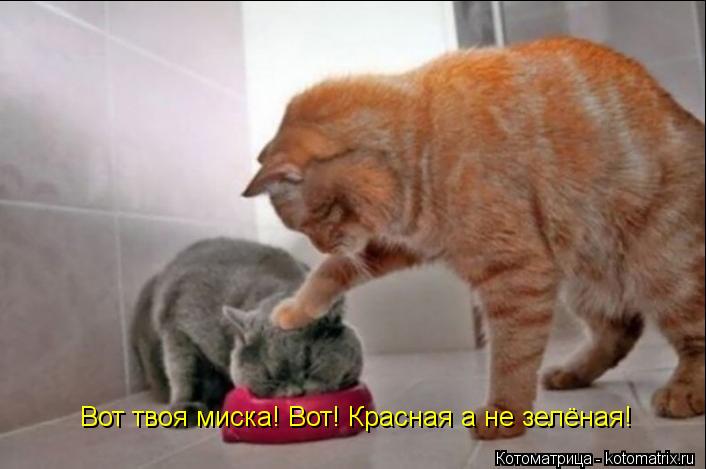 Вот твоя миска! Вот! Красная а не зелёная!... Котоматрица: Вот твоя миска! Вот! Красная а не зелёная!