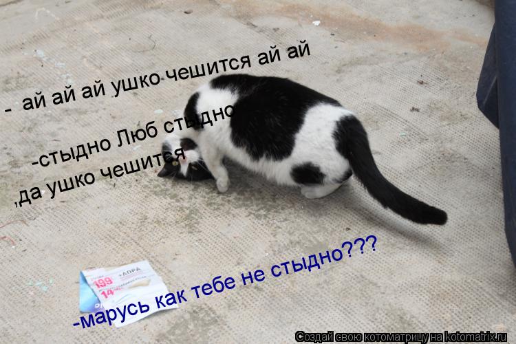 Котоматрица: ай ай ай ушко чешится ай ай - -марусь как тебе не стыдно??? -стыдно Люб стыдно  ,да ушко чешится