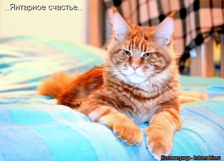 ..Янтарное счастье..... Котоматрица: ..Янтарное счастье..