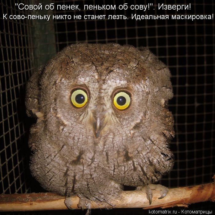 "Совой об пенек, пеньком об сову!". Изверги! К сово-пеньку никто не станет лезть. Идеальная маскировк... Котоматрица: "Совой об пенек, пеньком об сову!". Изверги! К сово-пеньку никто не станет лезть. Идеальная маскировка!