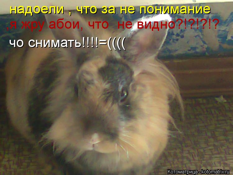 надоели , что за не понимание ,я жру абои, что не видно?!?!?!? чо снимать!!!!=((((... Котоматрица: надоели , что за не понимание ,я жру абои, что не видно?!?!?!? чо снимать!!!!=((((