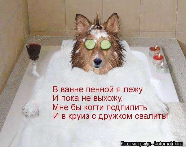 Котоматрица: В ванне пенной я лежу И пока не выхожу, Мне бы когти подпилить  И в круиз с дружком свалить!