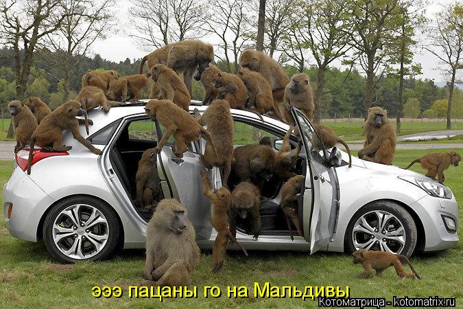 Котоматрица: эээ пацаны го на Мальдивы