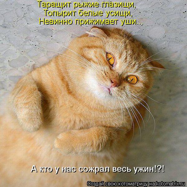 Таращит рыжие глазищи, Топырит белые усищи, Невинно прижимает уши... А кто у нас сожрал весь ужин!?!... Котоматрица: Таращит рыжие глазищи, Топырит белые усищи, Невинно прижимает уши... А кто у нас сожрал весь ужин!?!