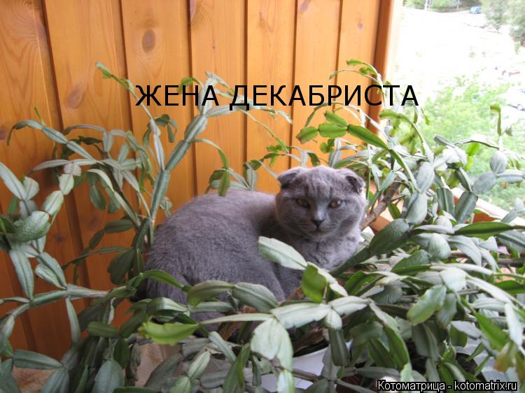 Котоматрица: ЖЕНА ДЕКАБРИСТА
