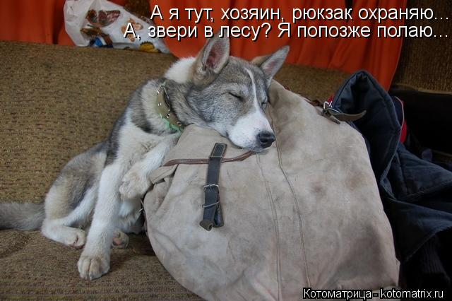 А я тут, хозяин, рюкзак охраняю... А, звери в лесу? Я попозже полаю...... Котоматрица: А я тут, хозяин, рюкзак охраняю... А, звери в лесу? Я попозже полаю...