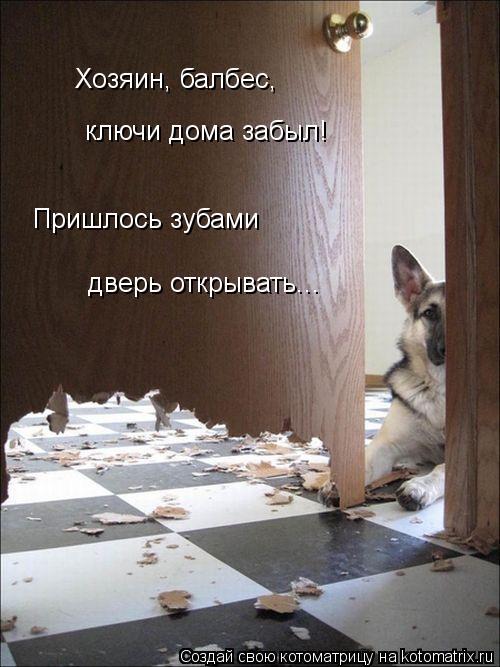 Хозяин, балбес, ключи дома забыл! Пришлось зубами дверь открывать...... Котоматрица: Хозяин, балбес, ключи дома забыл! Пришлось зубами дверь открывать...
