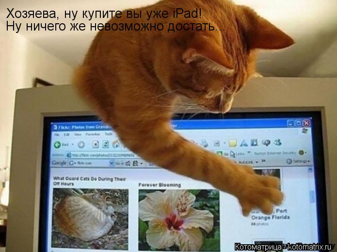 Хозяева, ну купите вы уже iPad! Ну ничего же невозможно достать...... Котоматрица: Хозяева, ну купите вы уже iPad! Ну ничего же невозможно достать...