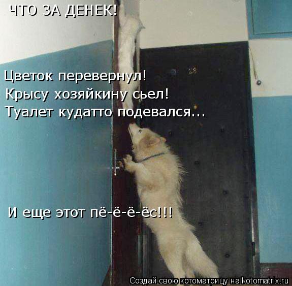 Котоматрица: Цветок перевернул! Крысу хозяйкину сьел! Туалет кудатто подевался... ЧТО ЗА ДЕНЕК! И еще этот пё-ё-ё-ёс!!!