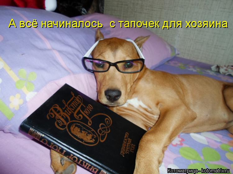 А всё начиналось с тапочек для хозяина... Котоматрица: А всё начиналось с тапочек для хозяина