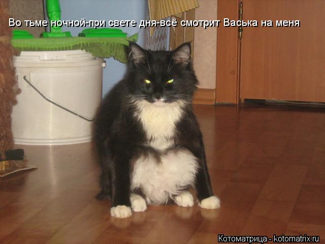 Во тьме ночной-при свете дня-всё смотрит Васька на меня... Котоматрица: Во тьме ночной-при свете дня-всё смотрит Васька на меня