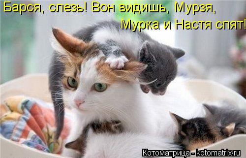 Барся, слезь! Вон видишь, Мурзя, Мурка и Настя спят!... Котоматрица: Барся, слезь! Вон видишь, Мурзя, Мурка и Настя спят!