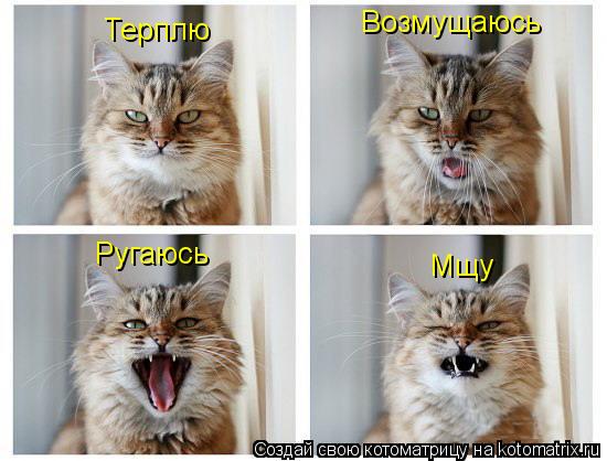 Терплю Возмущаюсь Ругаюсь Мщу... Котоматрица: Терплю Возмущаюсь Ругаюсь Мщу
