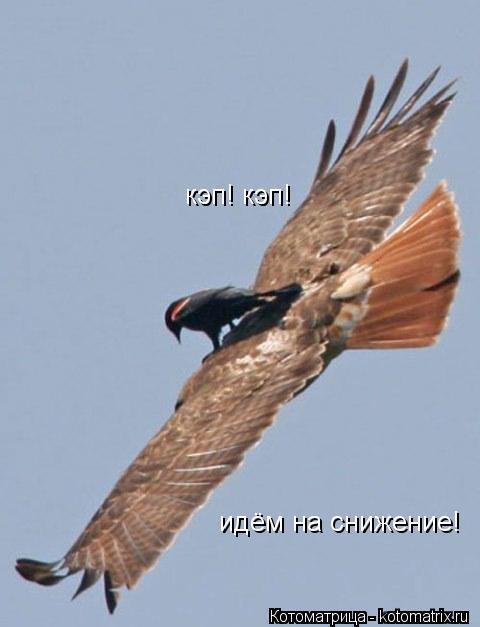 кэп! кэп! идём на снижение!... Котоматрица: кэп! кэп! идём на снижение!