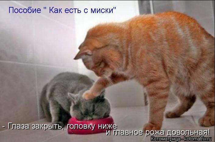 Пособие " Как есть с миски" - Глаза закрыть, головку ниже и главное рожа довольная!... Котоматрица: Пособие " Как есть с миски" - Глаза закрыть, головку ниже и главное рожа довольная!
