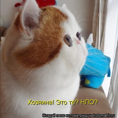 Хозяина! Это тё? НЛО?... Котоматрица: Хозяина! Это тё? НЛО?