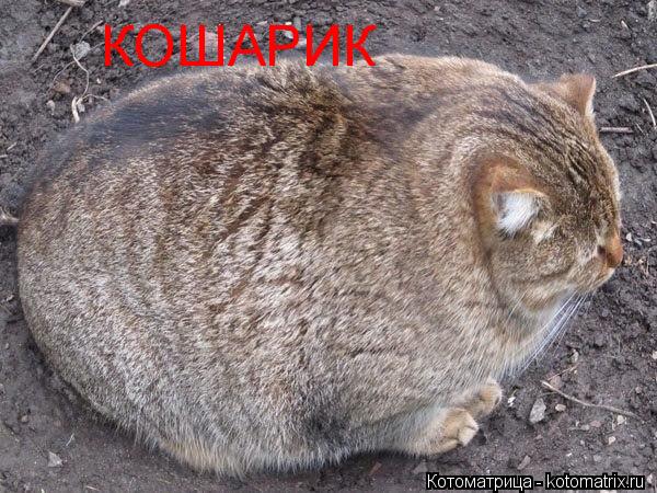 Котоматрица: КОШАРИК