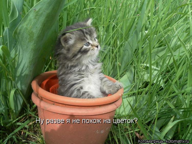 Ну разве я не похож на цветок?... Котоматрица: Ну разве я не похож на цветок?