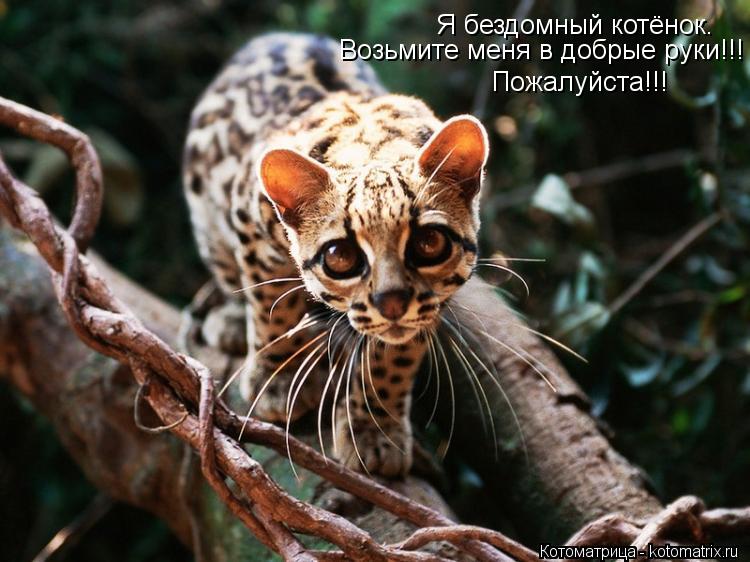Я бездомный котёнок. Возьмите меня в добрые руки!!! Пожалуйста!!!... Котоматрица: Я бездомный котёнок. Возьмите меня в добрые руки!!! Пожалуйста!!!