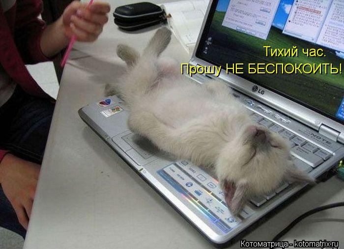 Котоматрица: Тихий час. Прошу НЕ БЕСПОКОИТЬ!
