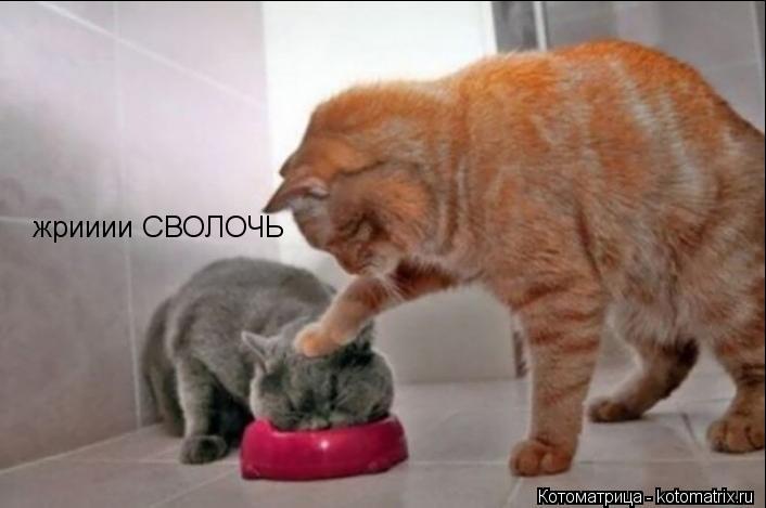 жрииии СВОЛОЧЬ... Котоматрица: жрииии СВОЛОЧЬ