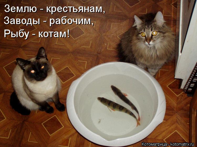 Землю - крестьянам, Заводы - рабочим, Рыбу - котам!... Котоматрица: Землю - крестьянам, Заводы - рабочим, Рыбу - котам!