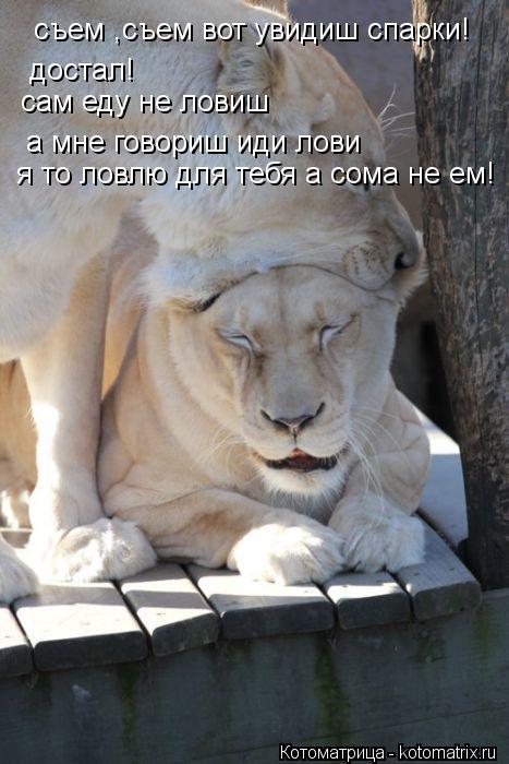съем ,съем вот увидиш спарки! достал! сам еду не ловиш а мне говориш иди лови я то ловлю для тебя а ... Котоматрица: съем ,съем вот увидиш спарки! достал! сам еду не ловиш а мне говориш иди лови я то ловлю для тебя а сома не ем!