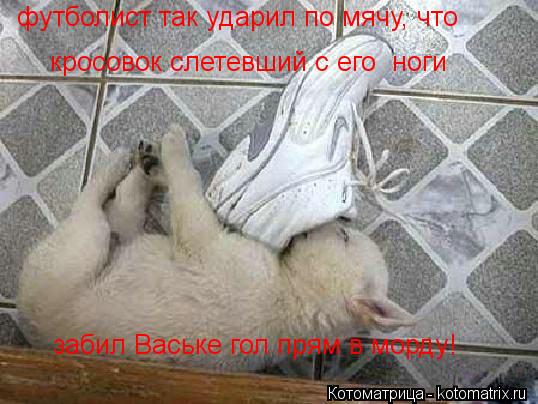 футболист так ударил по мячу, что кросовок слетевший с его ноги забил Ваське гол прям в морду!... Котоматрица: футболист так ударил по мячу, что кросовок слетевший с его ноги забил Ваське гол прям в морду!
