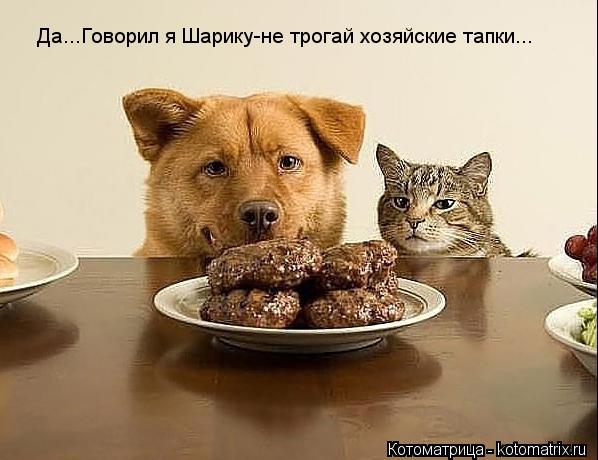Да...Говорил я Шарику-не трогай хозяйские тапки...... Котоматрица: Да...Говорил я Шарику-не трогай хозяйские тапки...