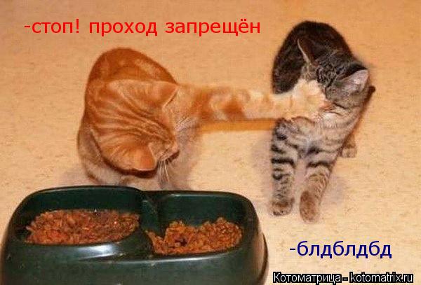 Котоматрица: -стоп! проход запрещён -блдблдбд