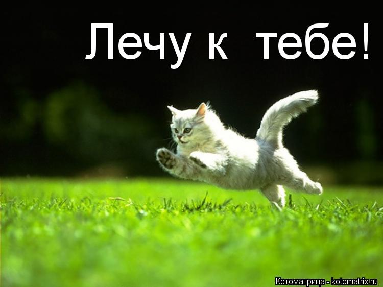 Котоматрица: Лечу к  тебе!