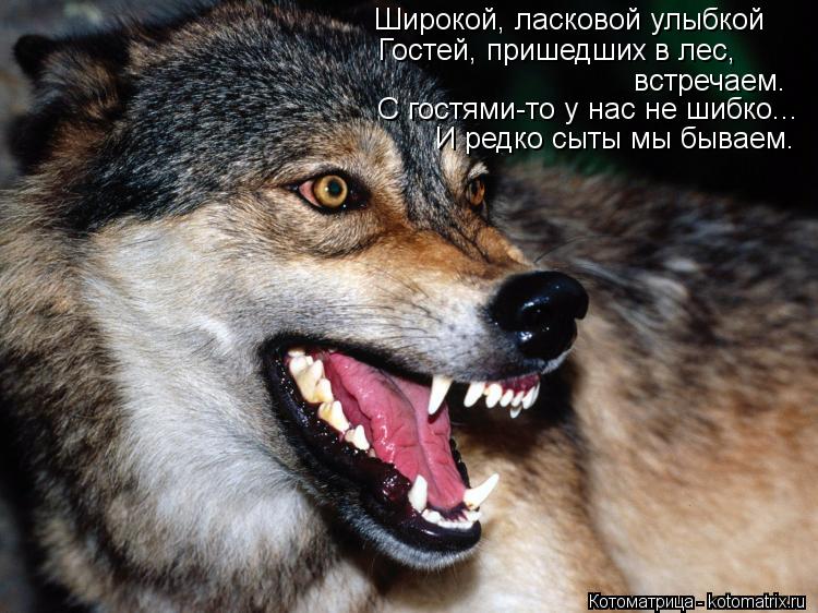 Широкой, ласковой улыбкой Гостей, пришедших в лес, встречаем. С гостями-то у нас не шибко... И редко... Котоматрица: Широкой, ласковой улыбкой Гостей, пришедших в лес, встречаем. С гостями-то у нас не шибко... И редко сыты мы бываем.