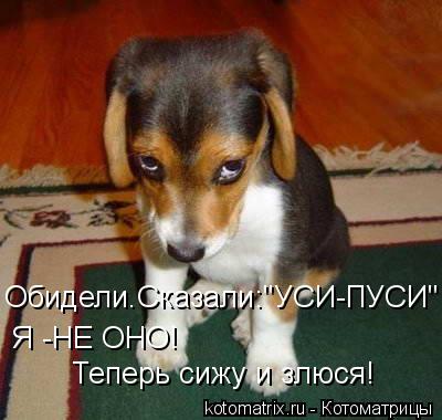 Обидели.Сказали:"УСИ-ПУСИ" Я -НЕ ОНО! Теперь сижу и злюся!... Котоматрица: Обидели.Сказали:"УСИ-ПУСИ" Я -НЕ ОНО! Теперь сижу и злюся!