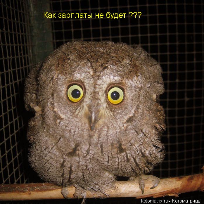 Как зарплаты не будет ???... Котоматрица: Как зарплаты не будет ???