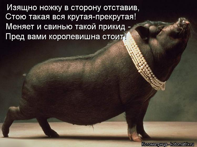 Изящно ножку в сторону отставив, Стою такая вся крутая-прекрутая! Меняет и свинью такой прикид - Пред... Котоматрица: Изящно ножку в сторону отставив, Стою такая вся крутая-прекрутая! Меняет и свинью такой прикид - Пред вами королевишна стоит!