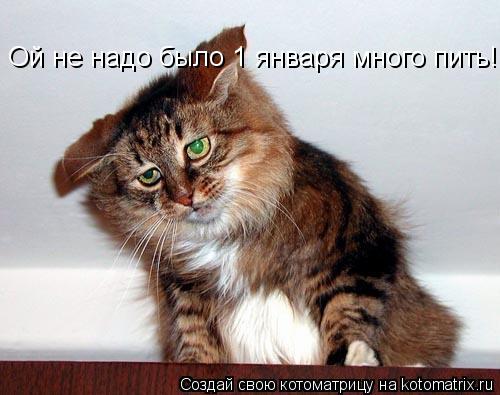 Котоматрица: Ой не надо было 1 января много пить!