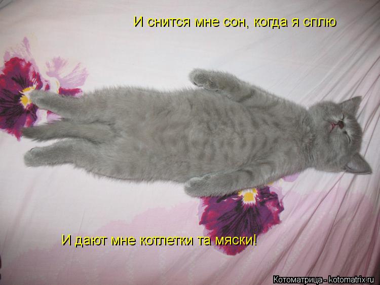 И снится мне сон, когда я сплю И дают мне котлетки та мяски!... Котоматрица: И снится мне сон, когда я сплю И дают мне котлетки та мяски!