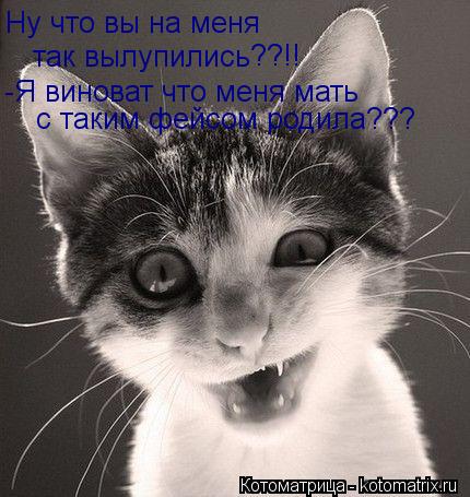 Ну что вы на меня так вылупились ??!! -Я виноват что меня мать с таким фейсом родила???... Котоматрица: Ну что вы на меня так вылупились ??!! -Я виноват что меня мать с таким фейсом родила???