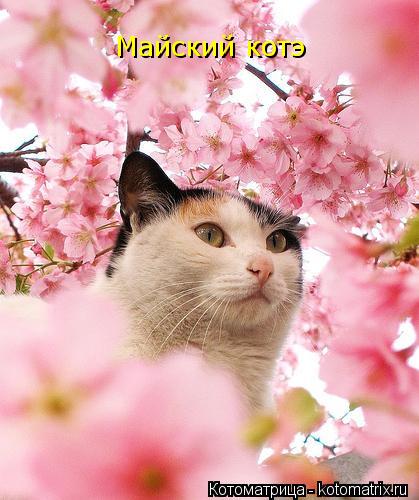 Котоматрица: Майский котэ