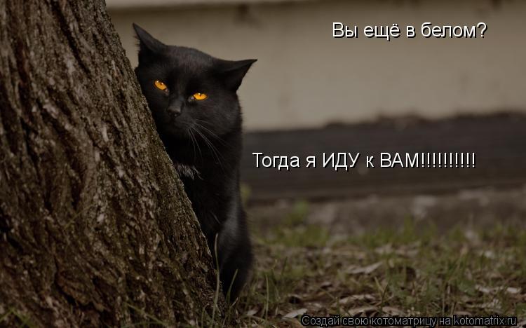 Вы ещё в белом? Тогда я ИДУ к ВАМ!!!!!!!!!!... Котоматрица: Вы ещё в белом? Тогда я ИДУ к ВАМ!!!!!!!!!!