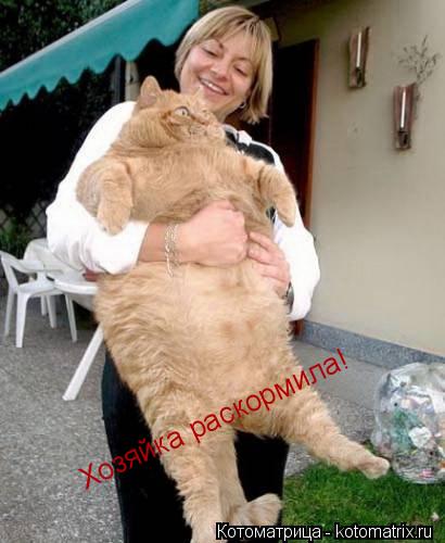 Хозяйка раскормила!... Котоматрица: Хозяйка раскормила!