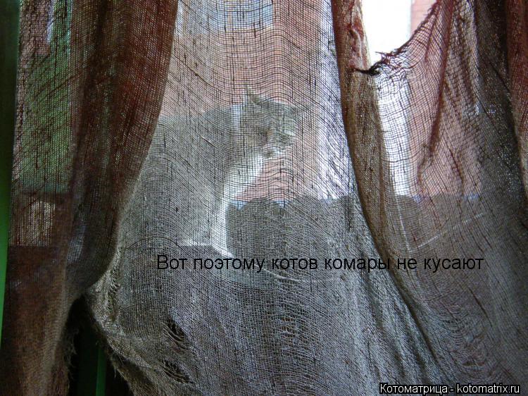 Котоматрица: Вот поэтому котов комары не кусают