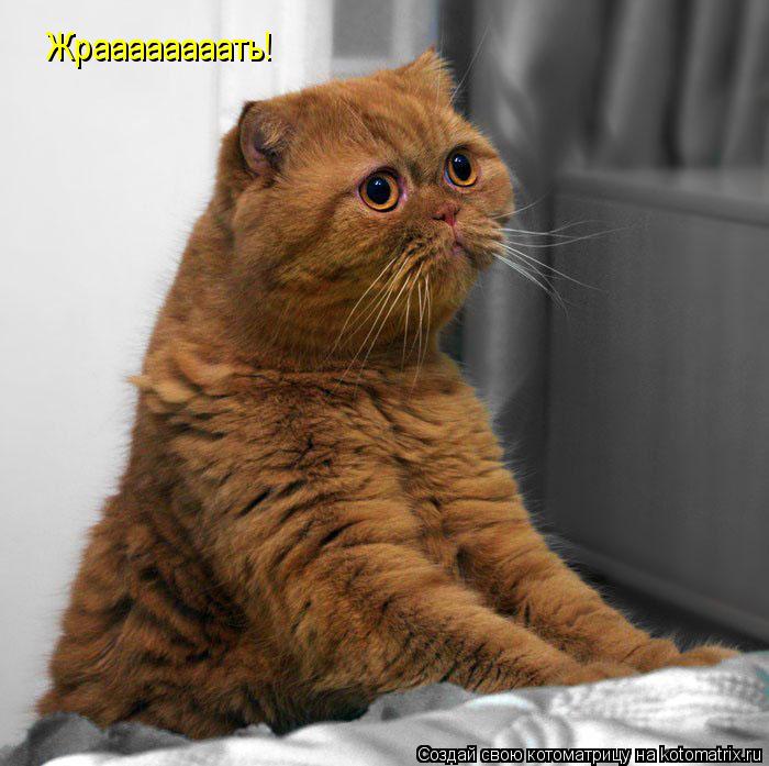 Жраааааааать!... Котоматрица: Жраааааааать!