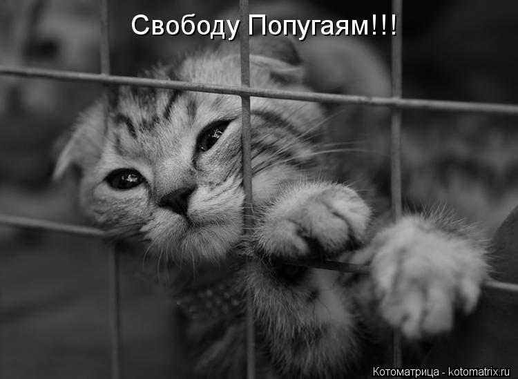 Свободу Попугаям!!!... Котоматрица: Свободу Попугаям!!!