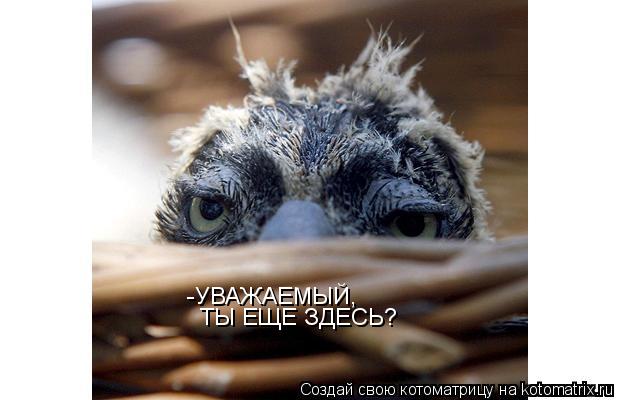 -УВАЖАЕМЫЙ, ТЫ ЕЩЕ ЗДЕСЬ?... Котоматрица: -УВАЖАЕМЫЙ, ТЫ ЕЩЕ ЗДЕСЬ?