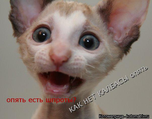 Котоматрица: КАК НЕТ КАЛБАСЫ опять опять есть шпроты?