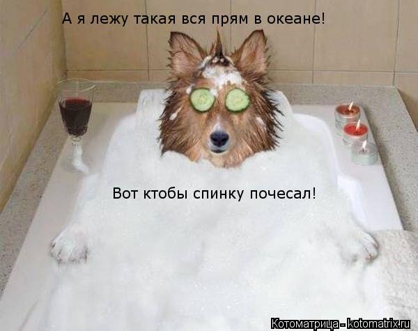 Котоматрица: А я лежу такая вся прям в океане! Вот ктобы спинку почесал!