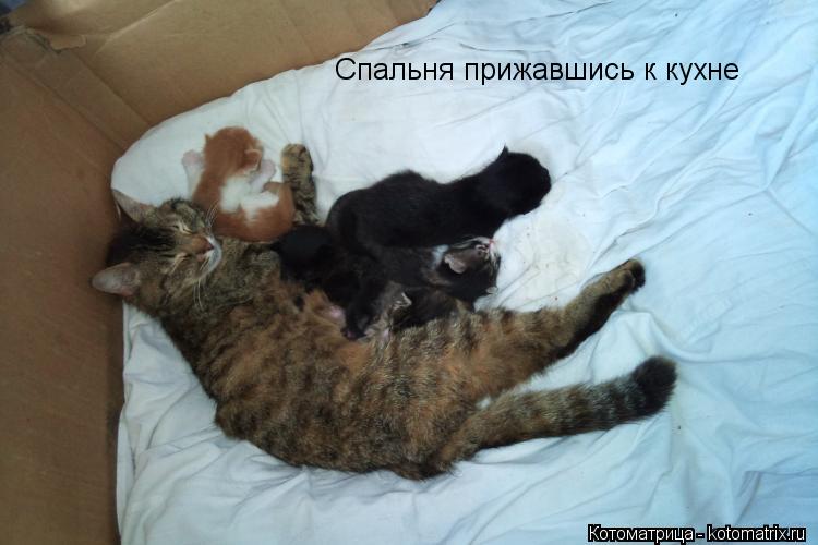 Котоматрица: Спальня прижавшись к кухне